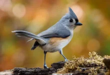 Discovering the Charming Tufted Titmouse: A Tiny Bird with a Big Personality