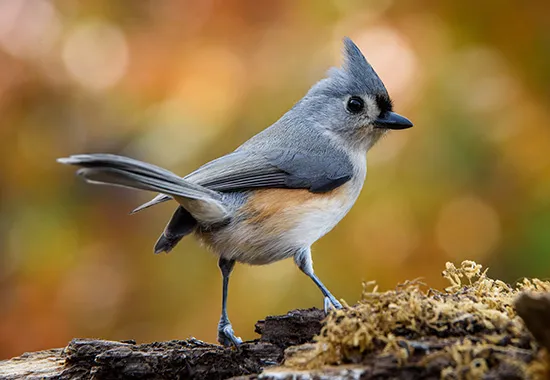 Discovering the Charming Tufted Titmouse: A Tiny Bird with a Big Personality