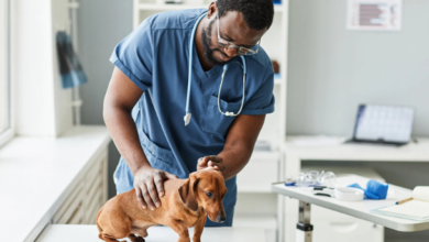 vet near me