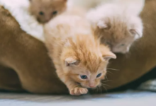 how long do cats live
