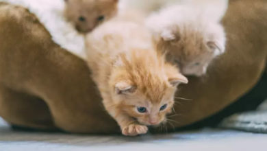 how long do cats live