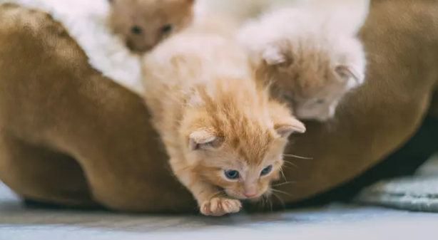 how long do cats live