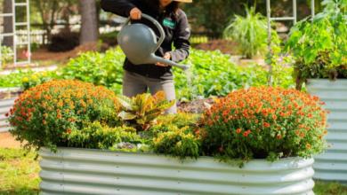 Vego garden