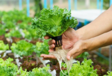 Hydroponic garden
