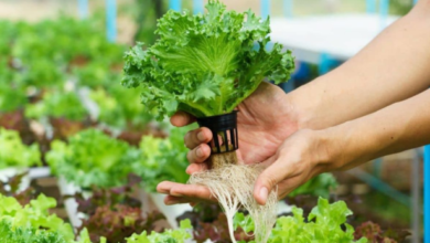 Hydroponic garden