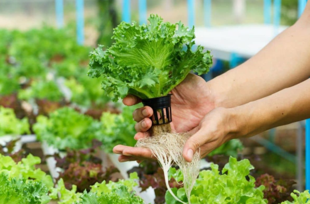 Hydroponic garden